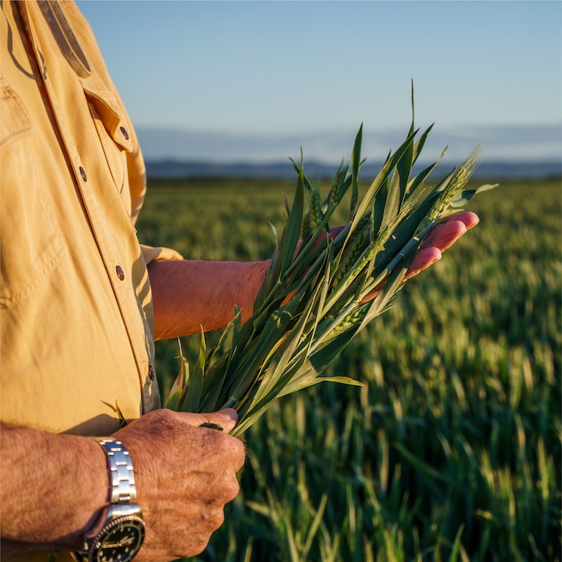 Wheat field outside Tonkawa, Oklahoma